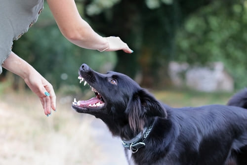 Glendale, IL dog bite injury lawyer