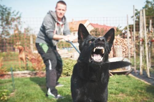 LA County dog bite lawyer